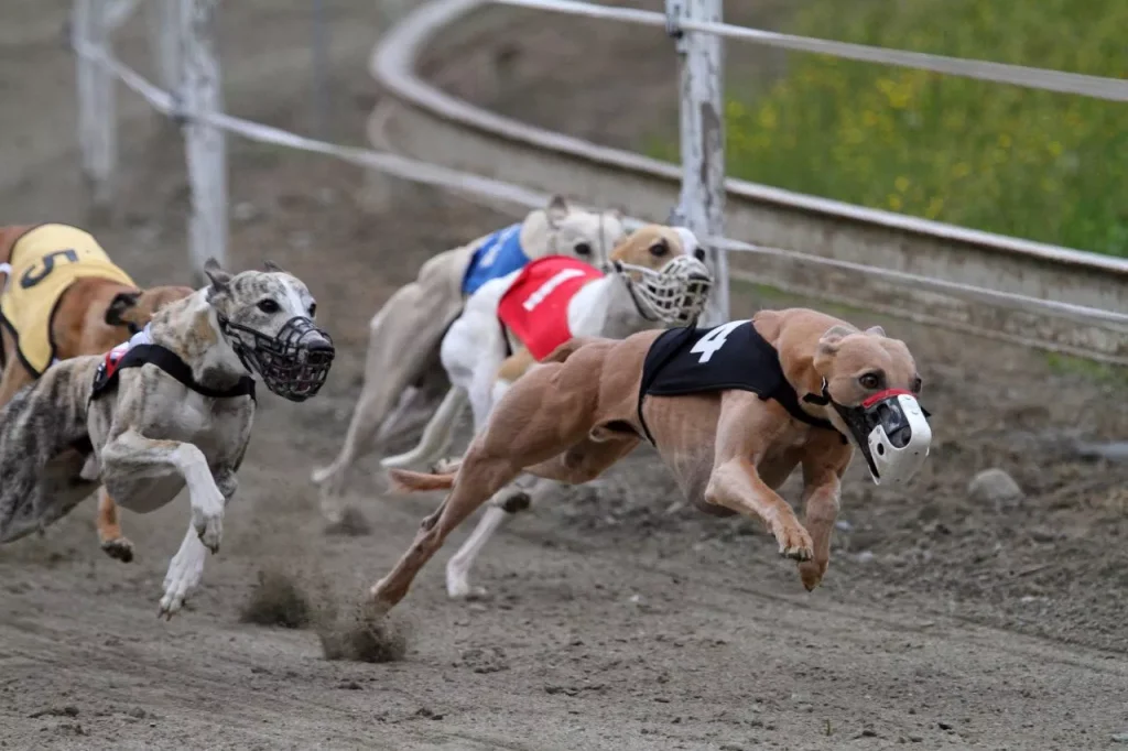 SUPER體育賽狗投注教學：輕鬆上手，贏取豐厚獎金｜T9娛樂城